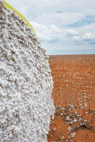 india cotton industry
